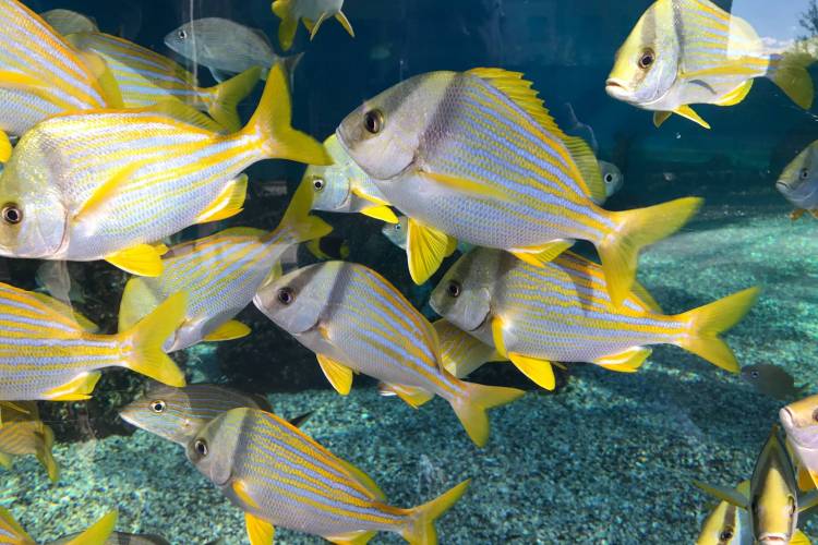 St. Augustine Aquarium Coastal Realty & Property Management